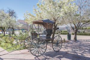 Carriage and flowering pear trees at historic The Square PHX